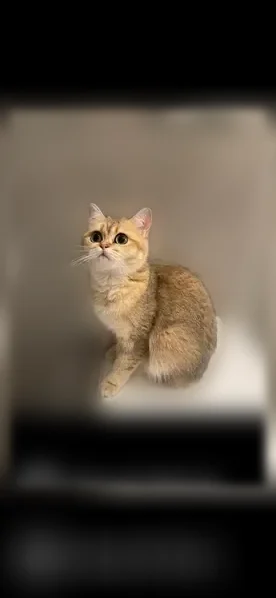 Пропала кошка, Набережная р. Уфы, д. 45, Уфа — очень маленькая, похожа на котёнка - photo