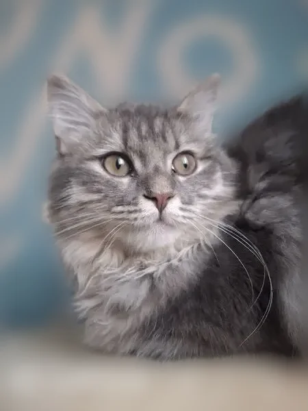 Пропала кошка, Ленина, д. 51, Киров — смесь мейнкуна и сибирской кошки - photo