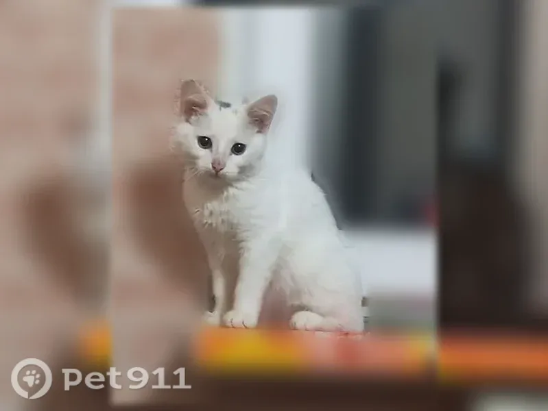 Пропала кошка, Мыльникова, д. 1а, Бор — белый котёнок, 3 месяца, фиолетовый ошейник - photo