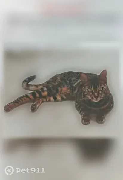 Пропала кошка, Деревня Углово, Углово - photo