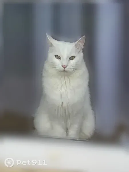 Пропала кошка, Поселок Южный, Лазаревская, д. 20, Южный — белая, мейн-кун - photo