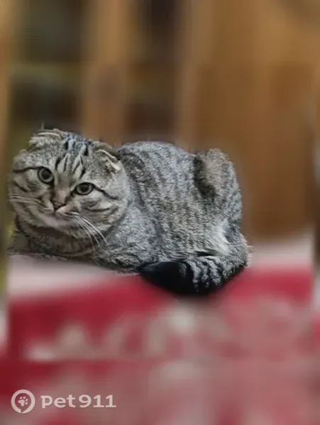 Пропала кошка, Макеевка, Туполева, Макеевка — два ошейника и адресник - photo