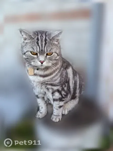 Пропала кошка, Район Центральный (г Барнаул), Барнаул — крупный кот плотного телосложения - photo