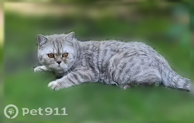 Пропал кот, ул. Ватутина у Магнита, Омск — серый британец, кастрированный - photo