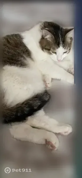 Пропала кошка, Уфа, Айская, д. 37, Уфа — серо-белый крупный кот, пятно под хвостом - photo