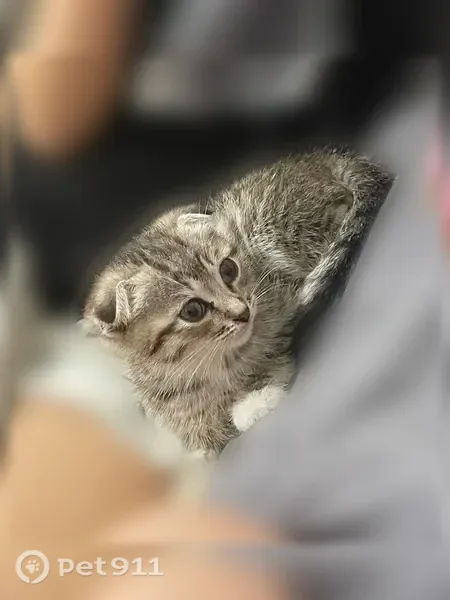 Пропала кошка, Уфа, Коммунаров, д. 75, Уфа — вислоухий котик, малютка совсем - photo