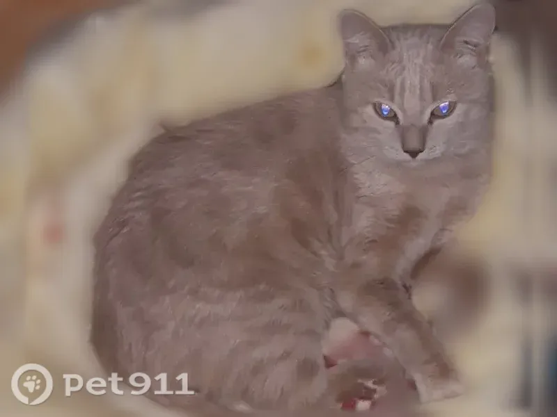 Пропала кошка, Челябинск, Грибоедова, Челябинск — домашняя, 7 лет, рыженькая с полосками - photo