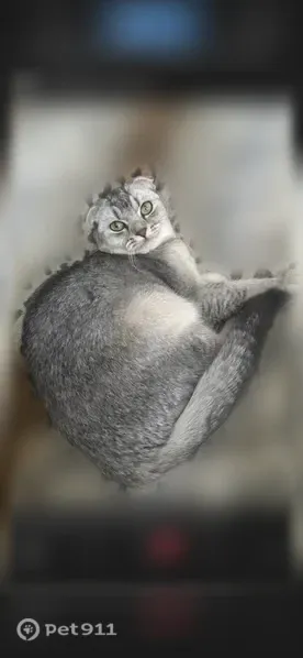 Пропала кошка, Лобня, Спортивная, д. 3 — ласковая девочка - photo