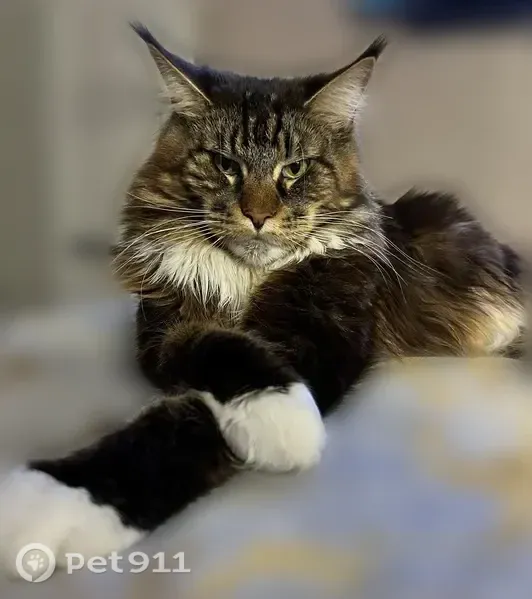 Пропала кошка, Кондопога, Октябрьское, д. 65а, Кондопога — крупный кот мейн-кун, белые лапки - photo