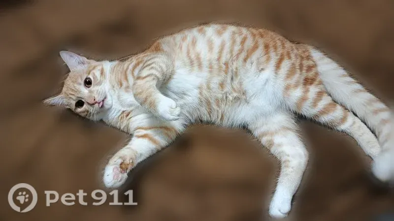 Пропала кошка, Таштагол, Ноградская, д. 17 - photo