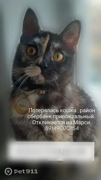 Пропала кошка, Космонавтов, Усолье-Сибирское — с золотистым медальоном - photo