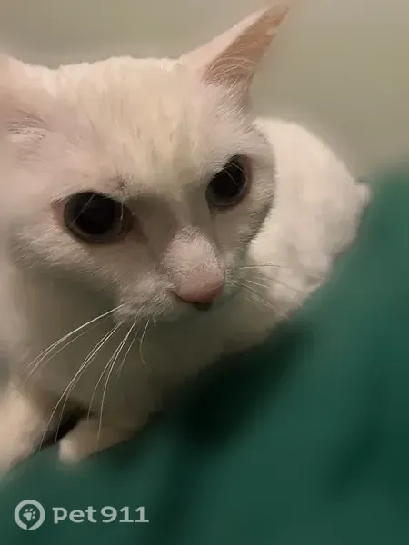 Найдена кошка, Енисейская, д. 17, Томск — белая, каумани, кастрированная - photo