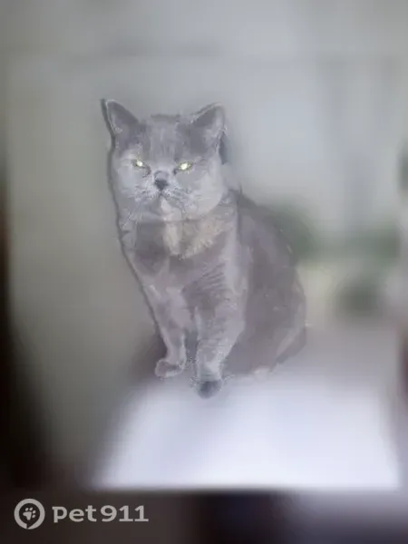 Пропала кошка, Владимир, Юбилейная, д. 20 — серая вислоухая кошечка - photo