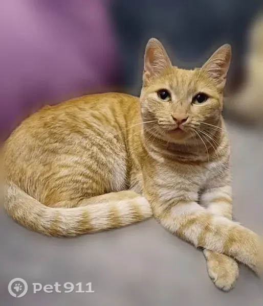 Пропала кошка, Округ Ленинский (г Омск), Грушевая, д. 6, Омск — рыжий кот, 3 года, с чёрными точками на губке - photo