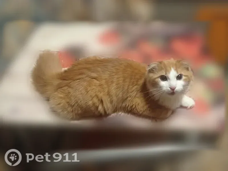 Пропала кошка, Пошехонское, Вологда — рыжий крупный пугливый вислоухий кот - photo