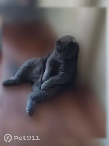 Пропала кошка, Село Арахлей, Арахлей — серый кот, 10 лет - photo