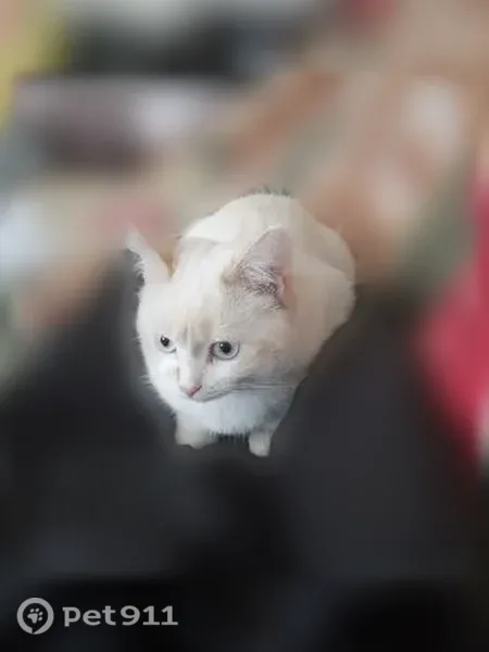 Пропала кошка, Кострома, Костромская, д. 100 — белая, выбежала из квартиры - photo