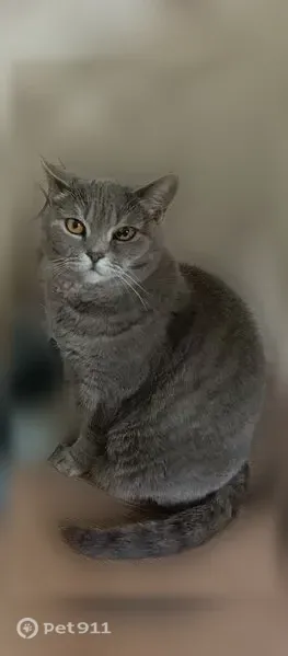 Пропала кошка, Рабочий поселок Кольцово, д. 8, Кольцово — упала с балкона, 12 лет - photo