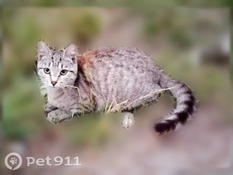 Пропала кошка, Ильича, Нижний Новгород — потерялась 5 дней назад - photo