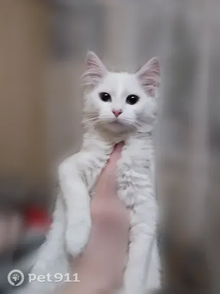 Пропала кошка, Тверь, Бобкова, д. 23 — белая молодая кошечка, выпала из окна - photo