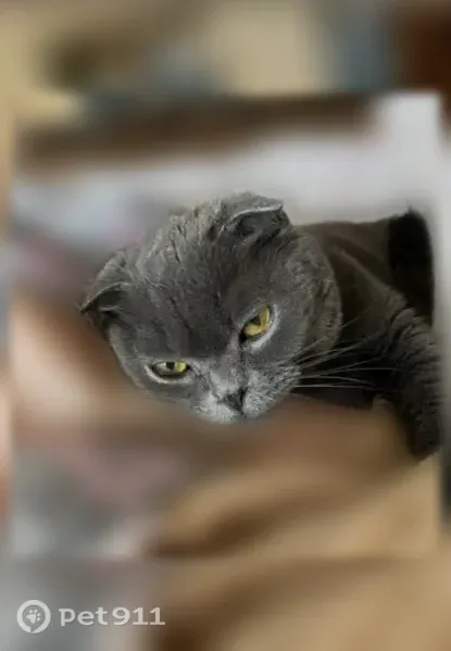 Пропала кошка, Село Леньково, Школьная, д. 12 — 11 лет, худенькая от природы - photo