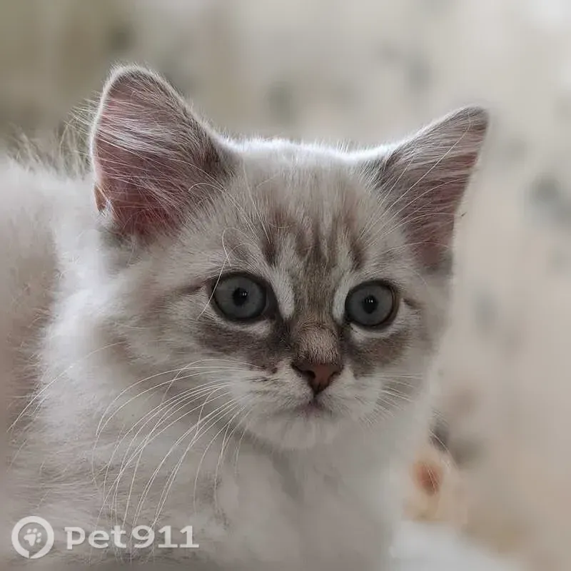 Пропала кошка, Родонитовая, д. 3 1, Екатеринбург — 3 месяца, белые носочки на лапках - photo