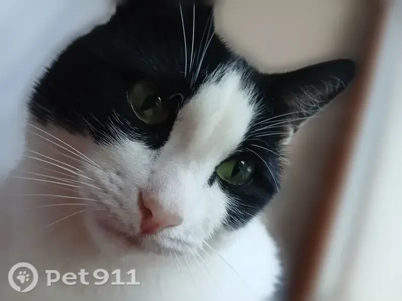 Пропала кошка, Котлас, Маяковского, д. 21а, Котлас — белая, с чёрным сердечком сбоку - photo