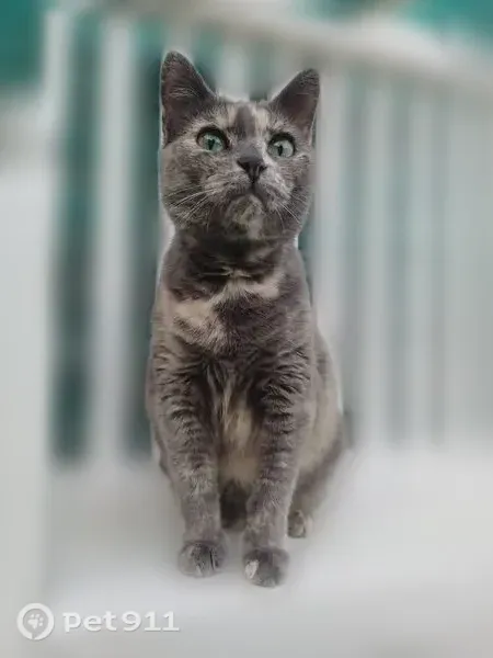 Пропала кошка, Сясьстрой, Северная, Сясьстрой — 13 лет, очень ласковая - photo