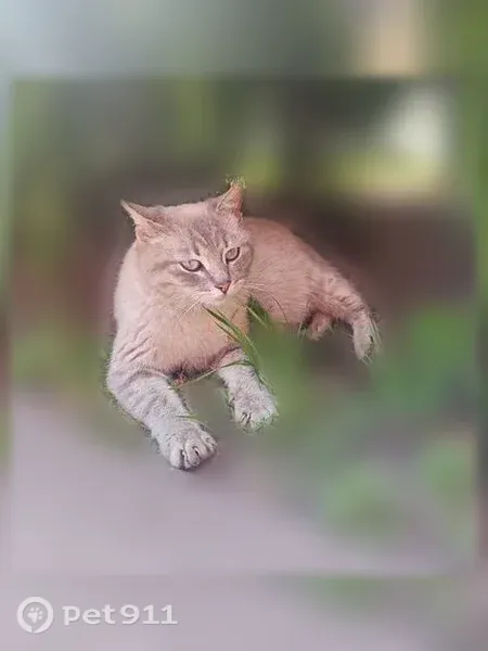 Найдена кошка, Свердлова, Ярославль — очень разговорчивая, ласковая - photo