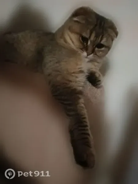 Пропала кошка, Короча, Васильева, д. 1, Короча — большой пушистый хвост, зелёные глазки - photo