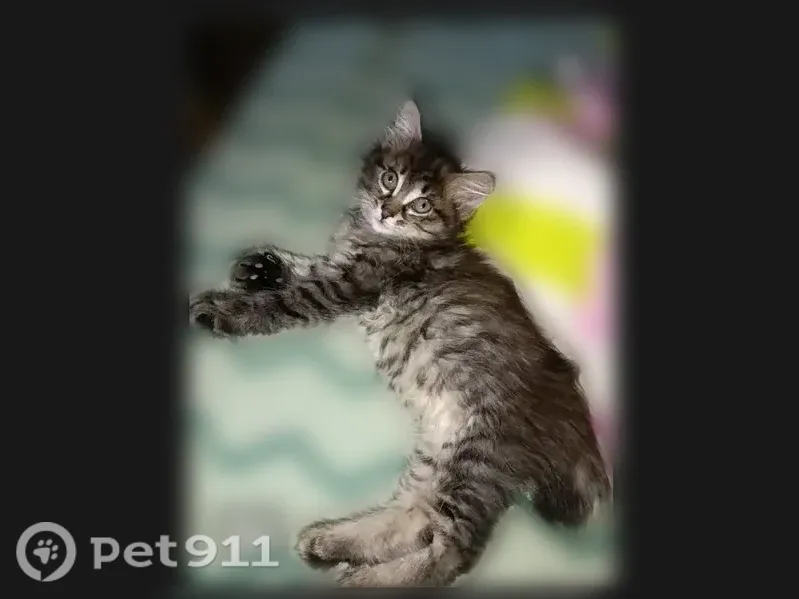 Пропала кошка, Леонова, д. 17, Кемерово — короткий пушистый хвост - photo