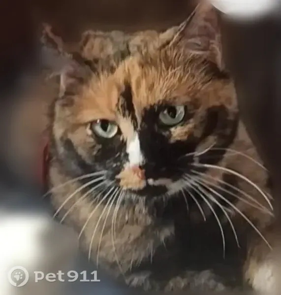 Пропала кошка, Деревня Зачачье - photo