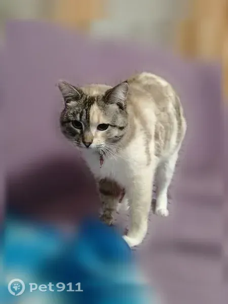 Пропала кошка, Михайловка, Харьковская, д. 74, Михайловка — голубые глаза, полосатый красно-зелёный ошейник - photo