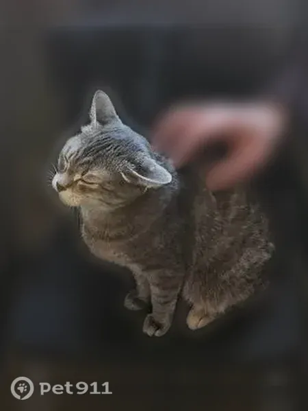Пропала кошка, Островского, д. 62, Барнаул — тихая спокойная, любит прятаться - photo