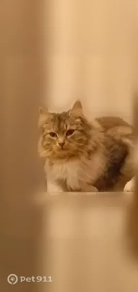 Пропала кошка, Апрелевка, Сиреневая, Апрелевка — серо-белая, пушистая - photo