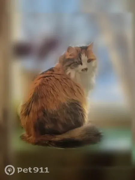Пропала кошка, Чистополь, Хамзина, д. 141, Чистополь — трёхцветная, добрая, доверчивая - photo
