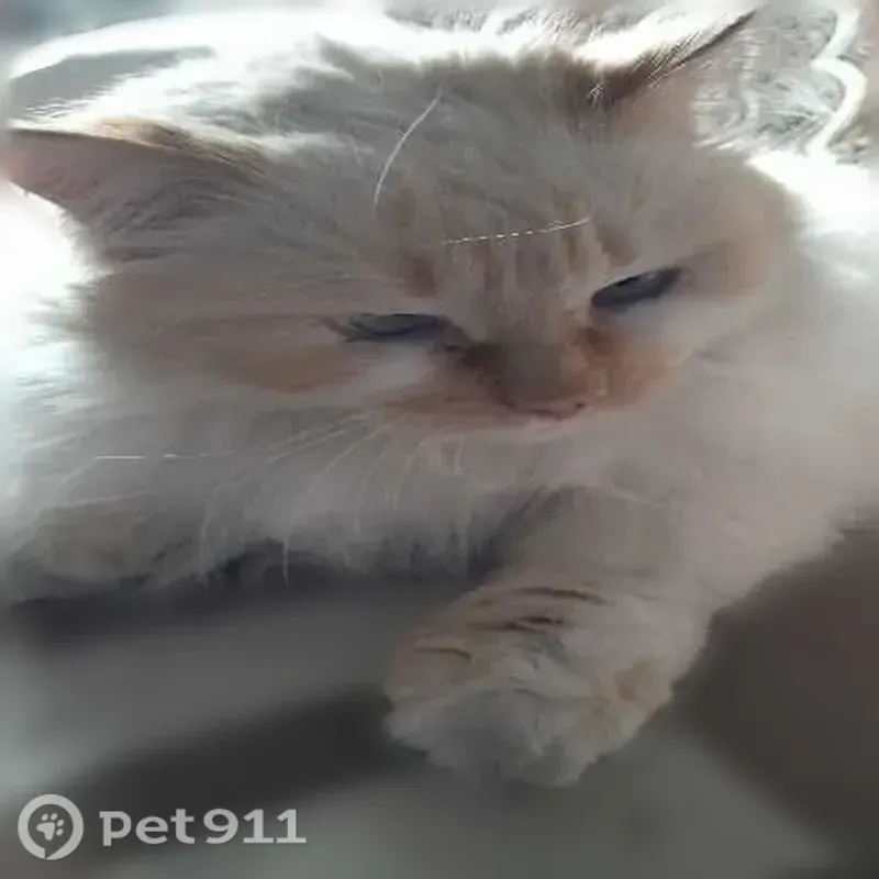 Пропала кошка, Хутор Попасное, Рылеева, д. 1, Лиски — рыже-белая, коротконогая, длинношерстная - photo