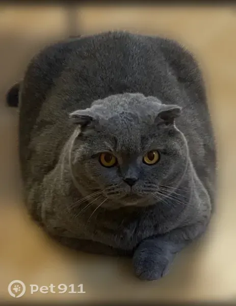 Пропала кошка, Село Арахлей, Арахлей — серый кот Лео, 10 лет, пугливый - photo