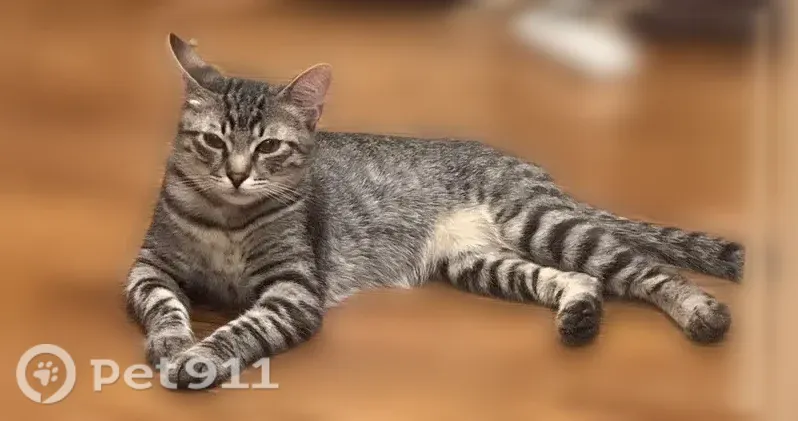 Пропала кошка, Александров, Сосновский, д. 18, Александров — молодой кот в ярко оранжевом ошейнике с адресником - photo