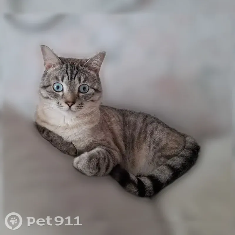 Пропала кошка, Югорск, Чкалова, д. 7 6 — крупный кот, длинные лапы и хвост - photo