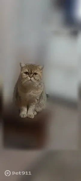 Пропала кошка, Деревня Дубки (г Талдом), Мира, д. 1, Талдом — скотиш золотая шиншила, кастрированный - photo