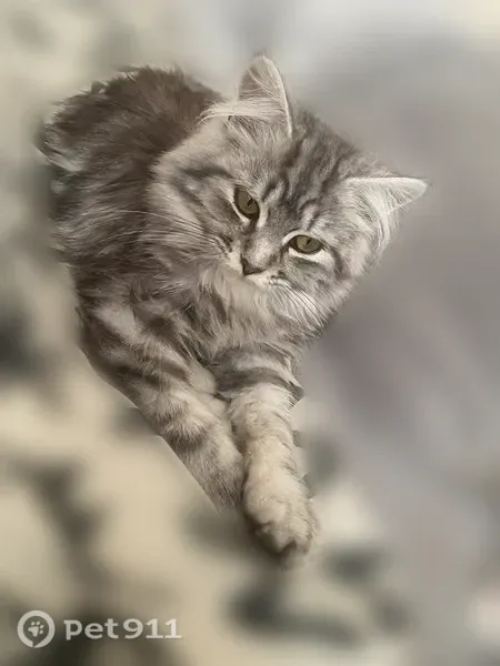 Пропала кошка, Камышлов, Карловарская, Камышлов — тёмно-серая, пушистая, полгода - photo