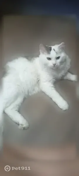 Пропала кошка, им. Сергея Есенина, д. 108/1Б, Краснодар — ночью выпрыгнула в открытое окно, пушистая - photo