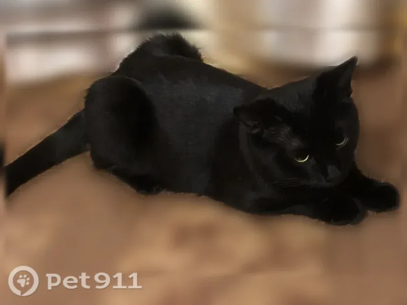 Пропала кошка, Чебоксары, Хевешская, д. 17/1 — кот Джока, около года, спрыгнул с окна - photo