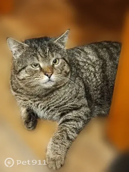 Пропала кошка, Воронеж, Космонавтов, д. 11, Воронеж — вышла на улицу и не вернулась - photo