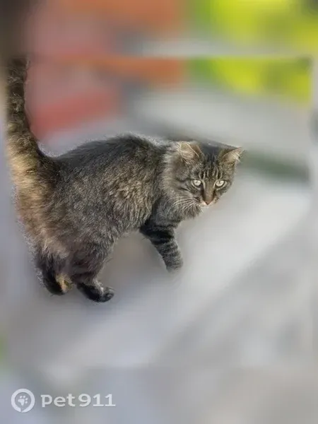 Найдена кошка, Сегежа - photo