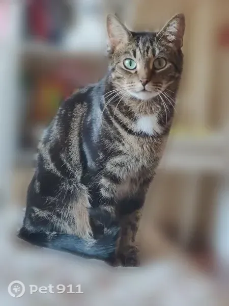 Пропала кошка, Лесная, Щёлково — окраса табби, с голубым ошейником - photo