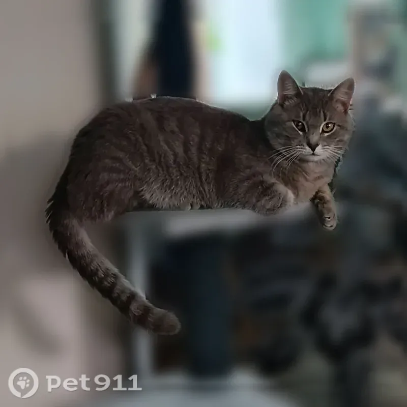Пропала кошка, Львова, Вольск — крупный кот около 4 кг, бритый хвост после операции - photo