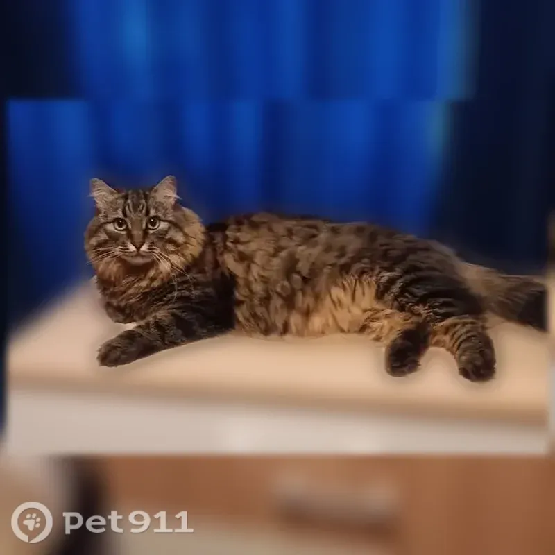 Пропала кошка, Район Фокинский (г Брянск), Красных Партизан, д. 11, Брянск — откликается на Дуся или Дусик - photo