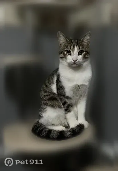 Пропала кошка, Кунгур, 9 Января, д. 25 — полосатый кот, больше белого - photo